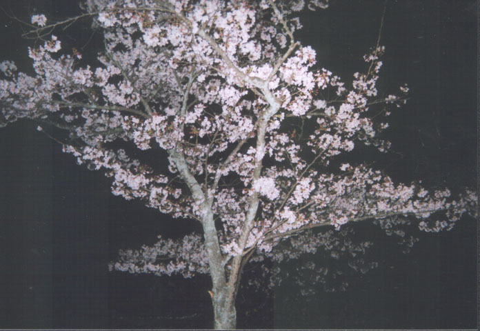 2004年の桜