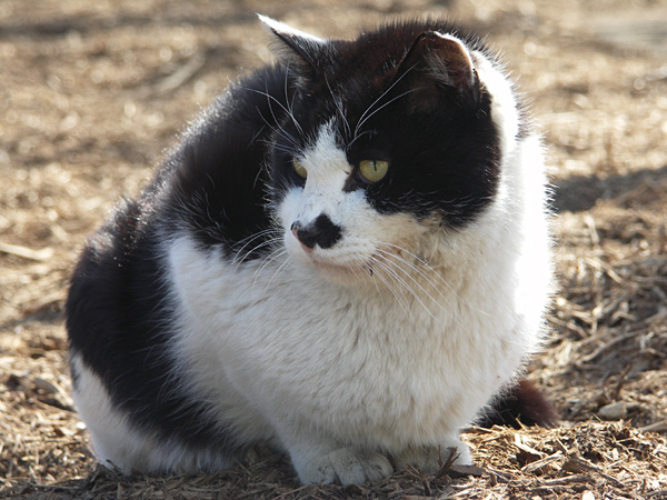 猫