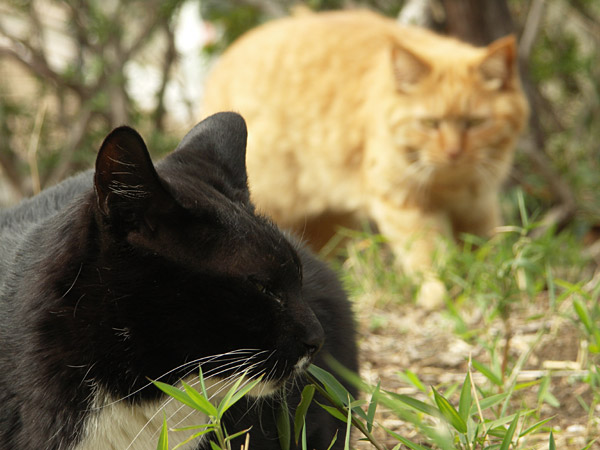 猫