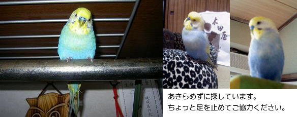 インコ
