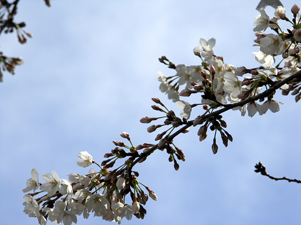 桜