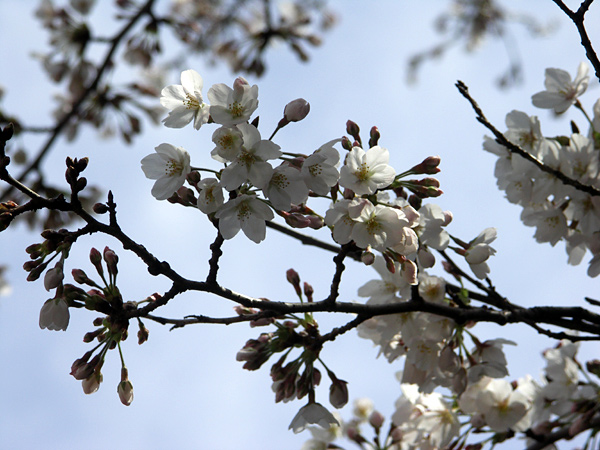桜