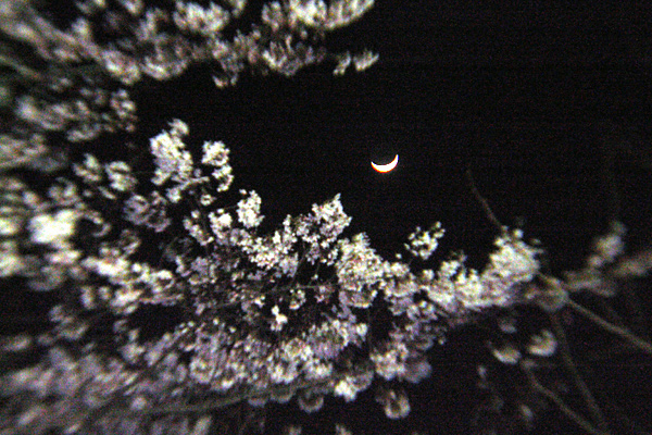 夜桜
