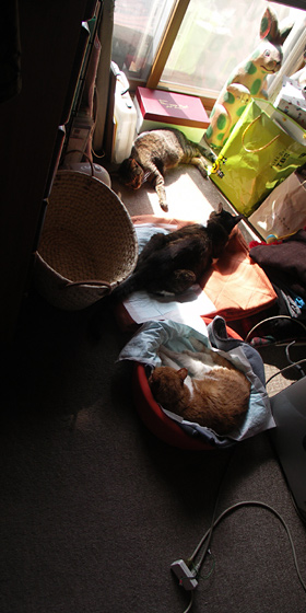 西日に猫