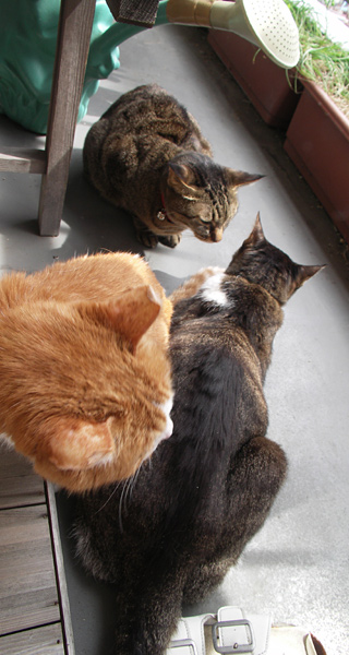 朝日に猫
