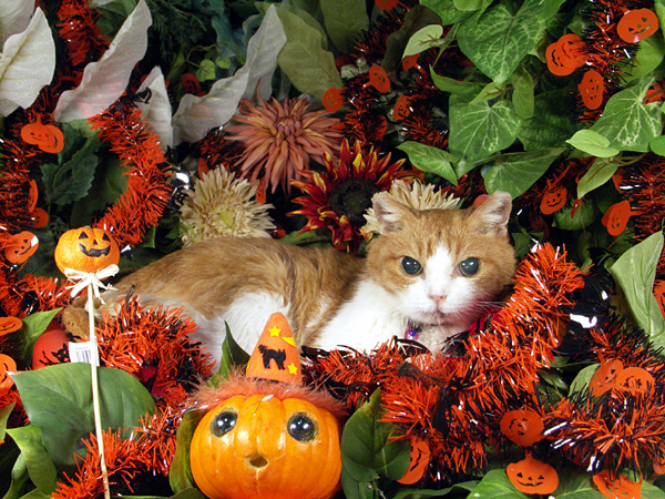 ハロウィン