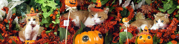 ハロウィン
