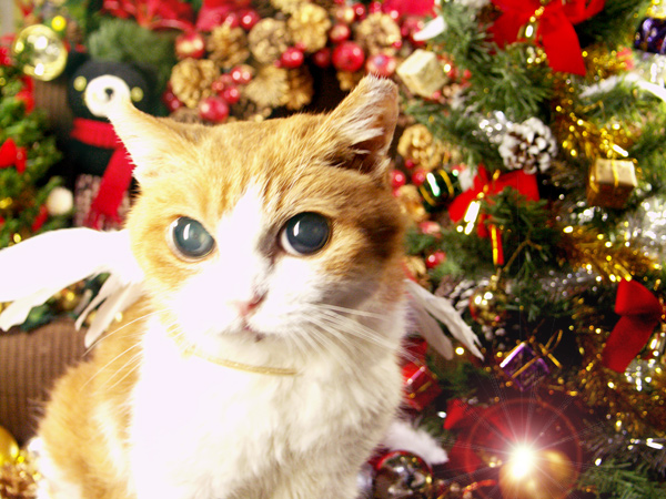 クリスマス