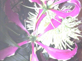2008010123390000.jpg
