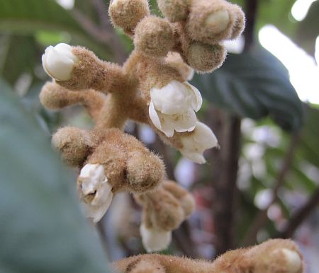 枇杷の花 枇杷の花