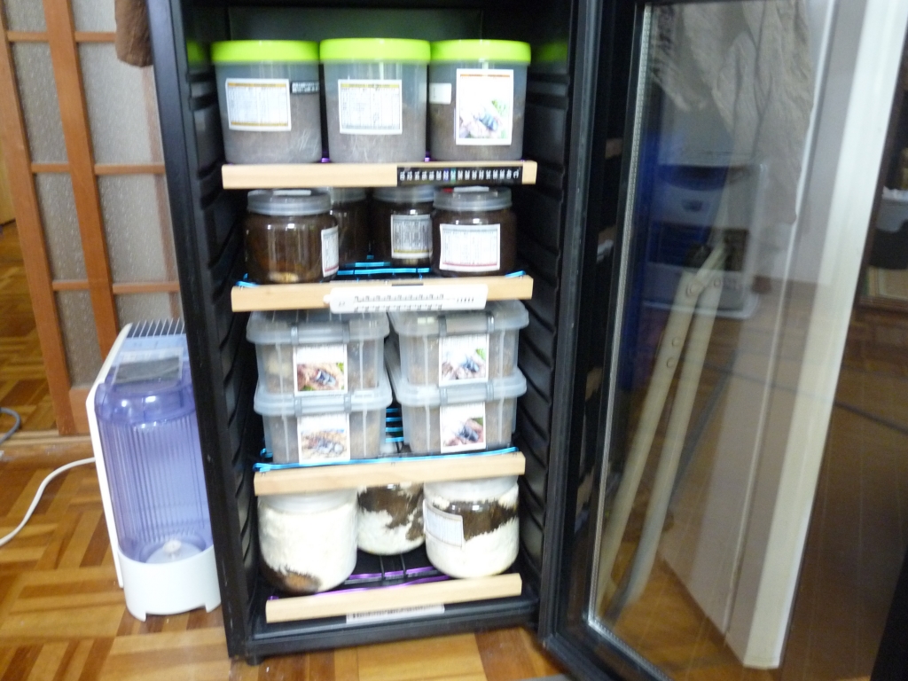 昆虫飼育用ワインセラーセット【引取り限定】