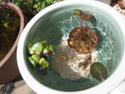 ミニ水鉢
