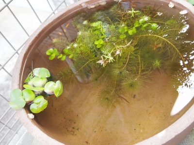 ADA水鉢