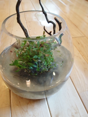 水草セット セット後
