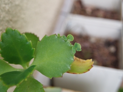 ハカラメ
