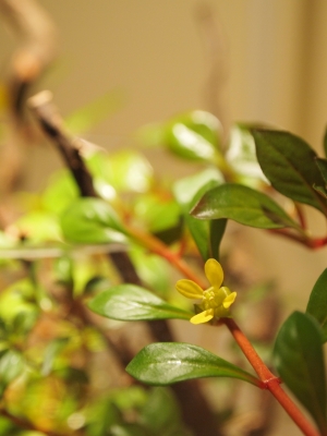 侘び草 お花