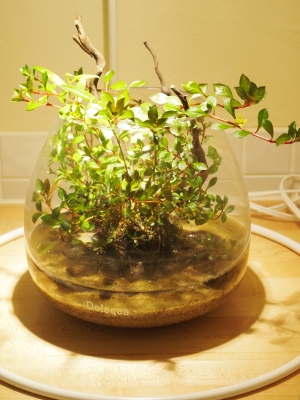 侘び草成長〜