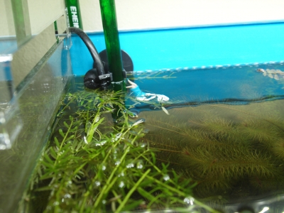 フチ子さん落下