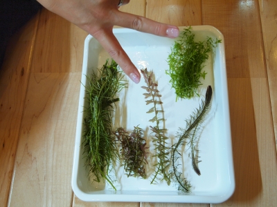 収穫2