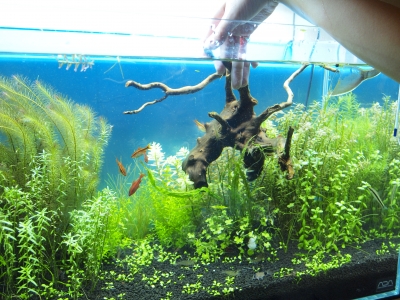 流木撤去