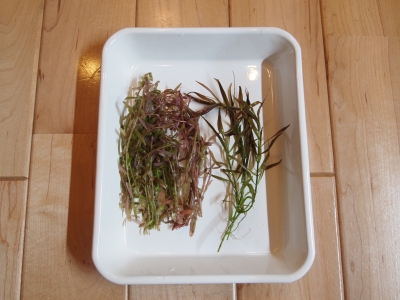 水草〜!!