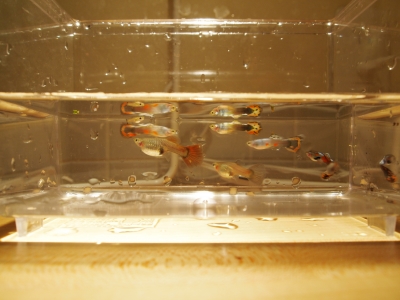 稚魚1