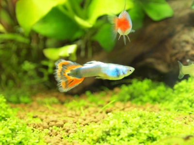 稚魚