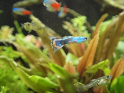 稚魚