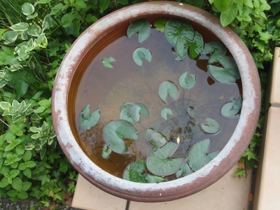 稚魚保育園