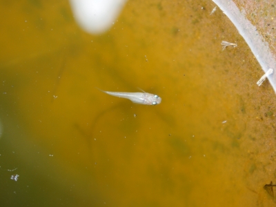 白稚魚