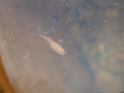 楊貴妃稚魚