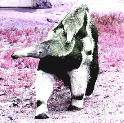 アリクイを連れて