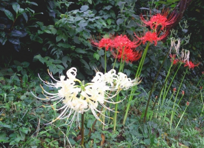 彼岸花