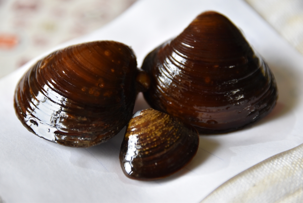 美しい故郷の誇り、べっこうしじみを守る | 有限会社安田総合ブログ