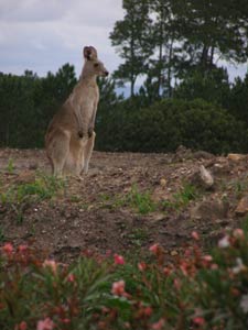 カンガルー
