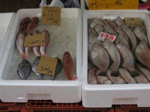 魚