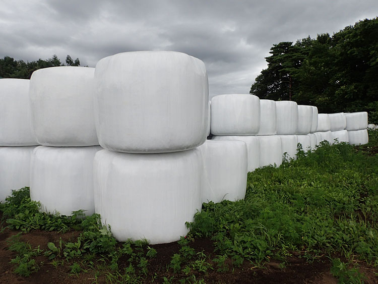 小岩井農場にて