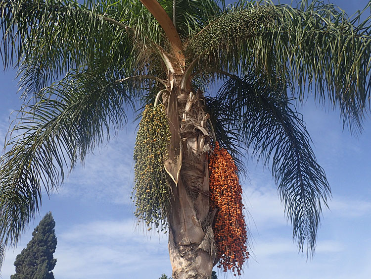Agadir