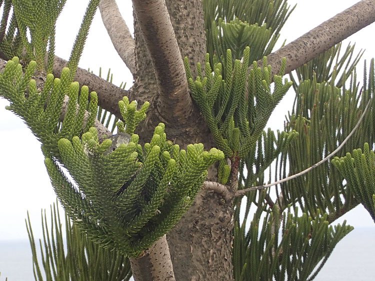 南方熊楠記念館