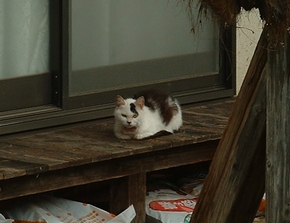 こっちみんな