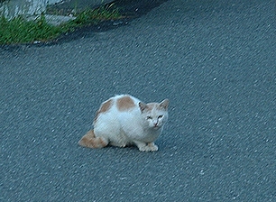 こっちみんな