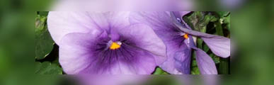±«¤Î¥Ñ¥ó¥¸¡¼