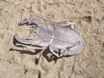 カブトムシの凧 骨組み