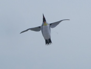 空飛ぶペンギン