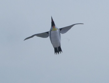 空飛ぶペンギン