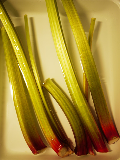 rhubarb04.jpg