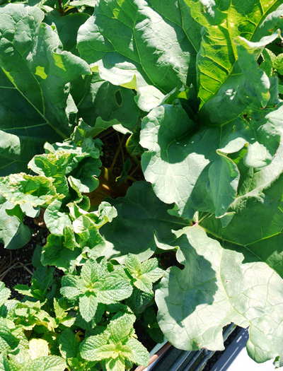rhubarb06.jpg