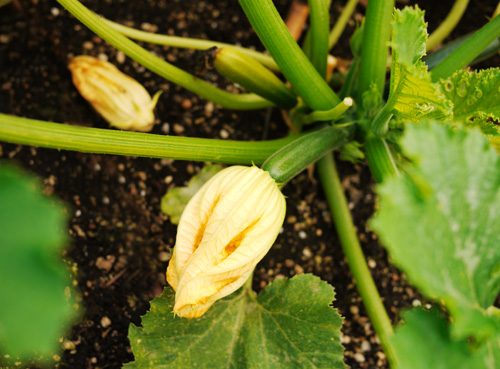 rhubarb08.jpg