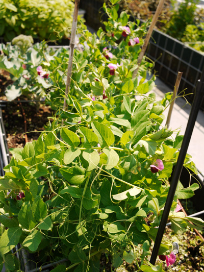 garden01.jpg