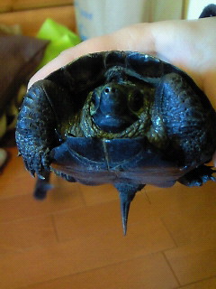 201104041538000.jpg